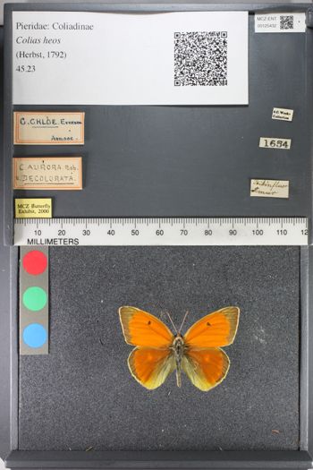 Media type: image;   Entomology 125432